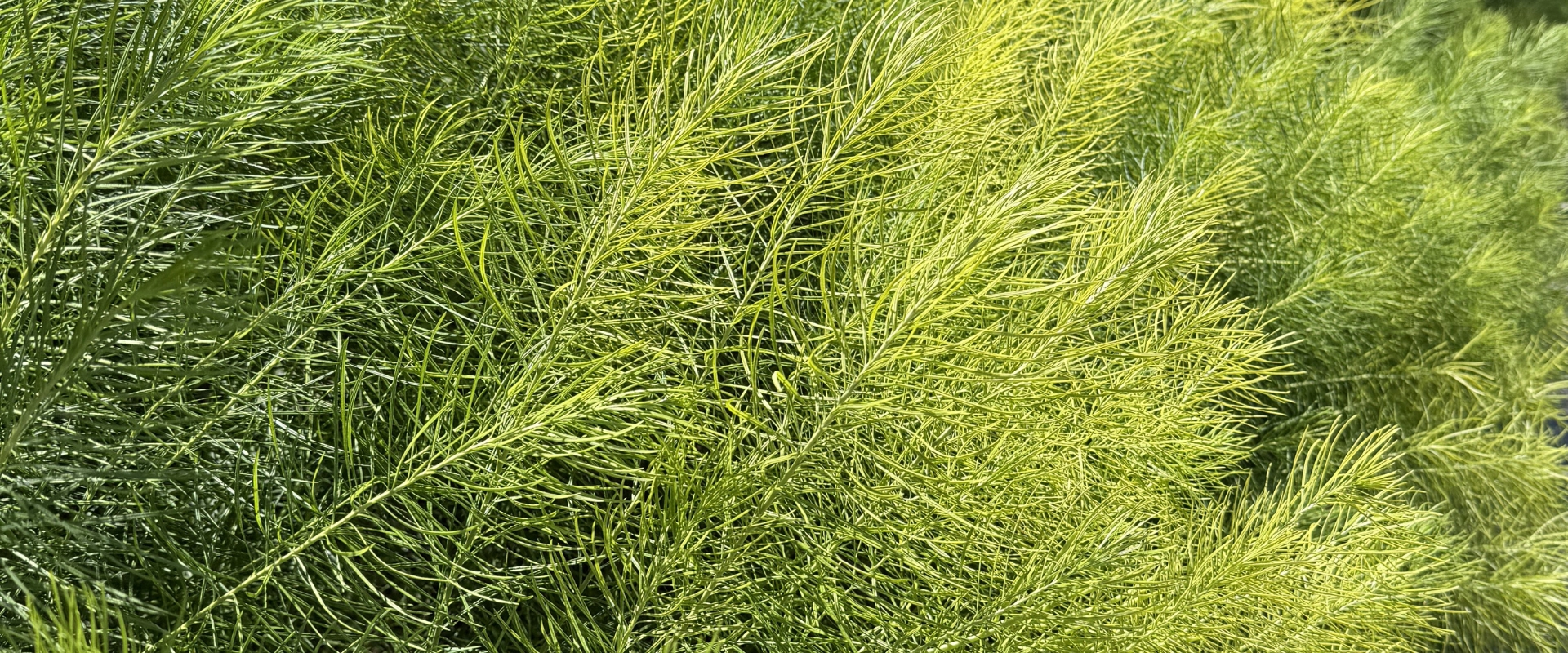 Cudmore's Landscape & Design photo 7